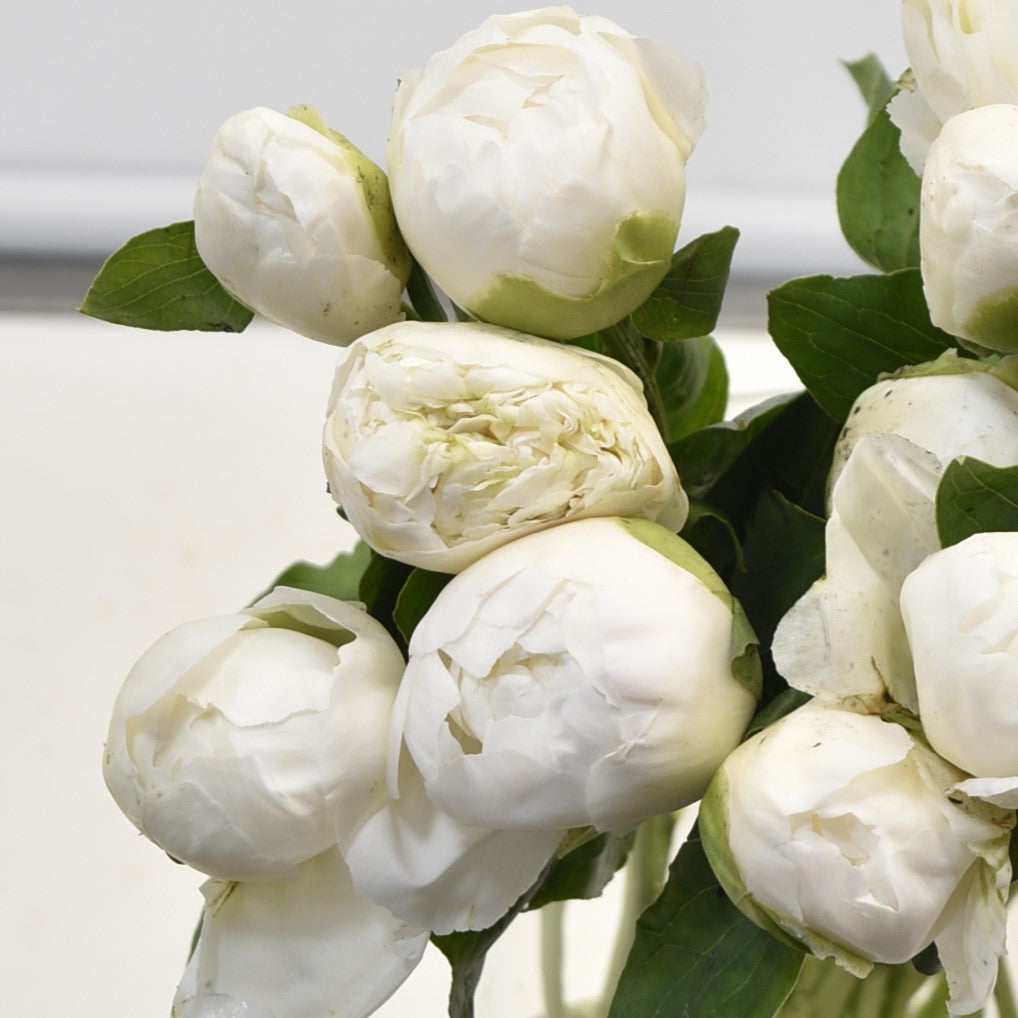 PEONY BOWL OF CREAM 