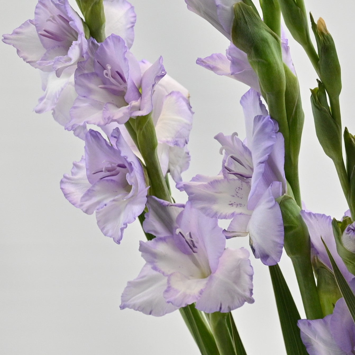 GLADIOLA PURPLE 