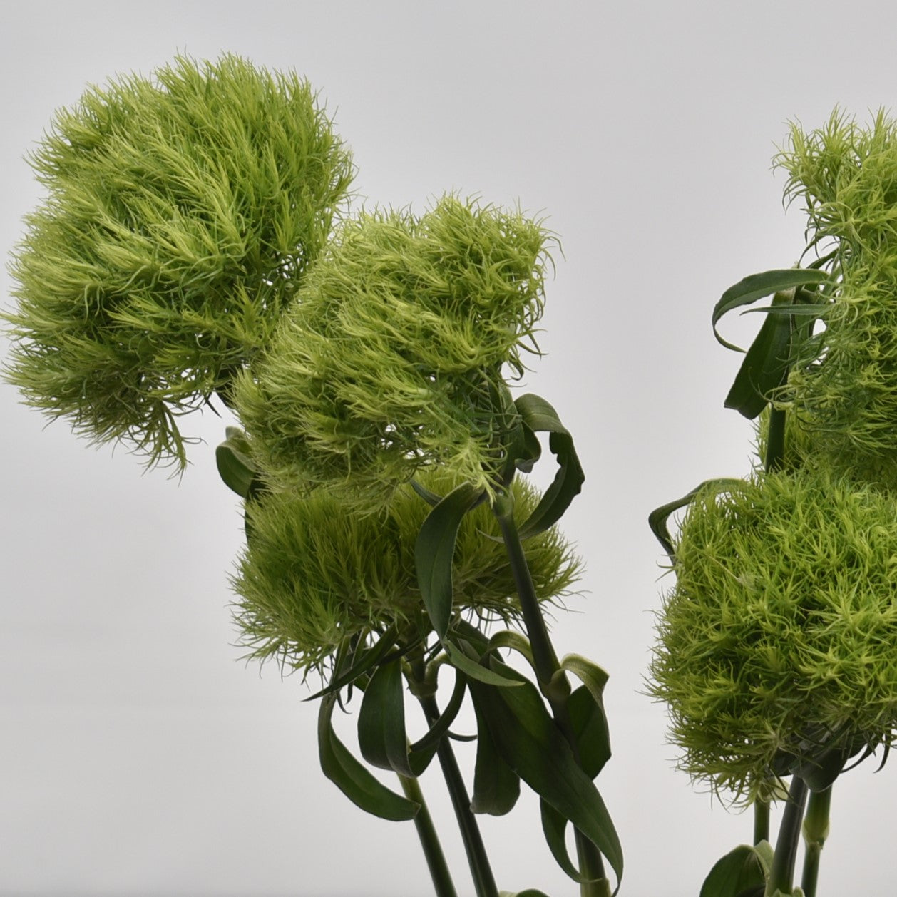 DIANTHUS GREEN BALL 
