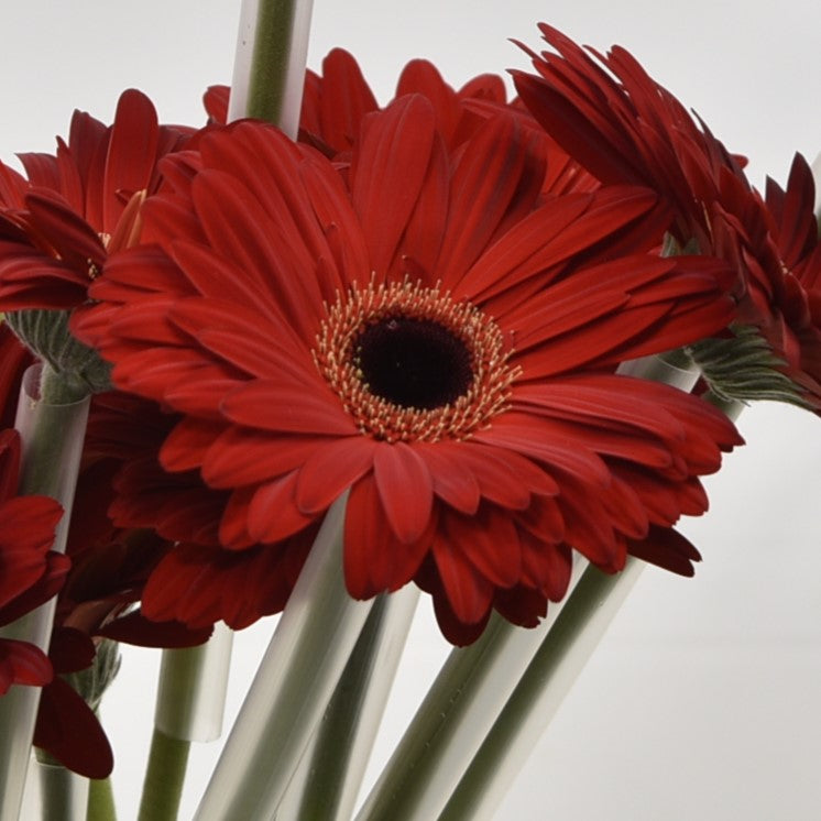 GERBERA DARLING 