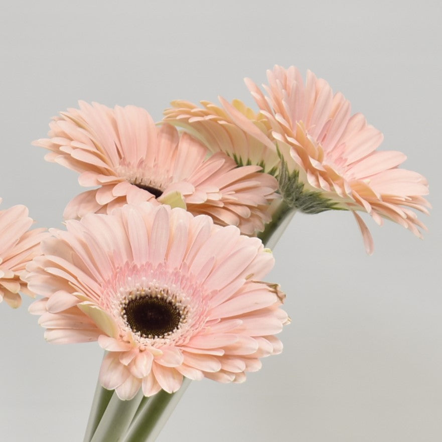 Gerbera Dulcie 