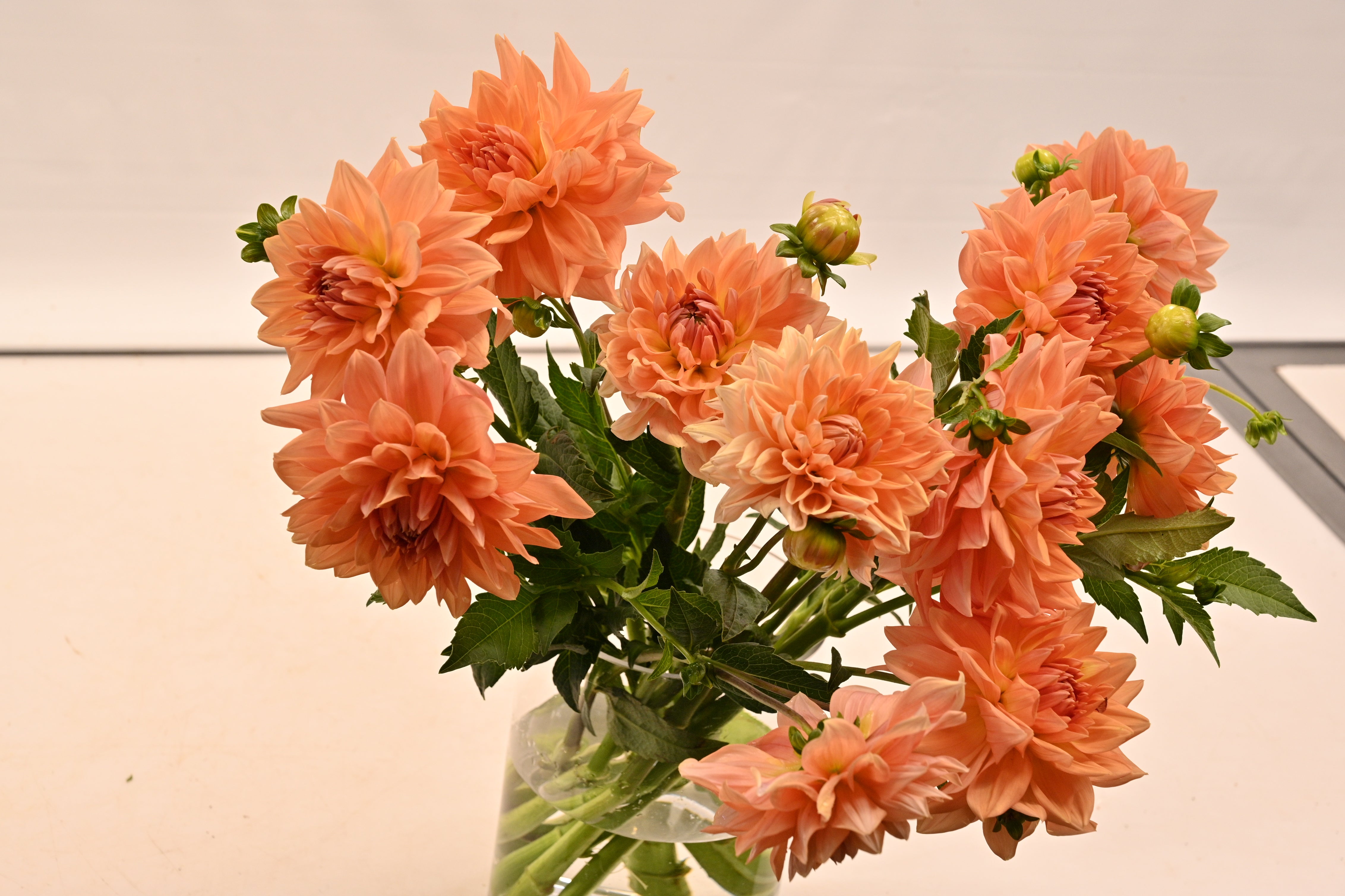DAHLIA ASSORTED MEDIUM 
