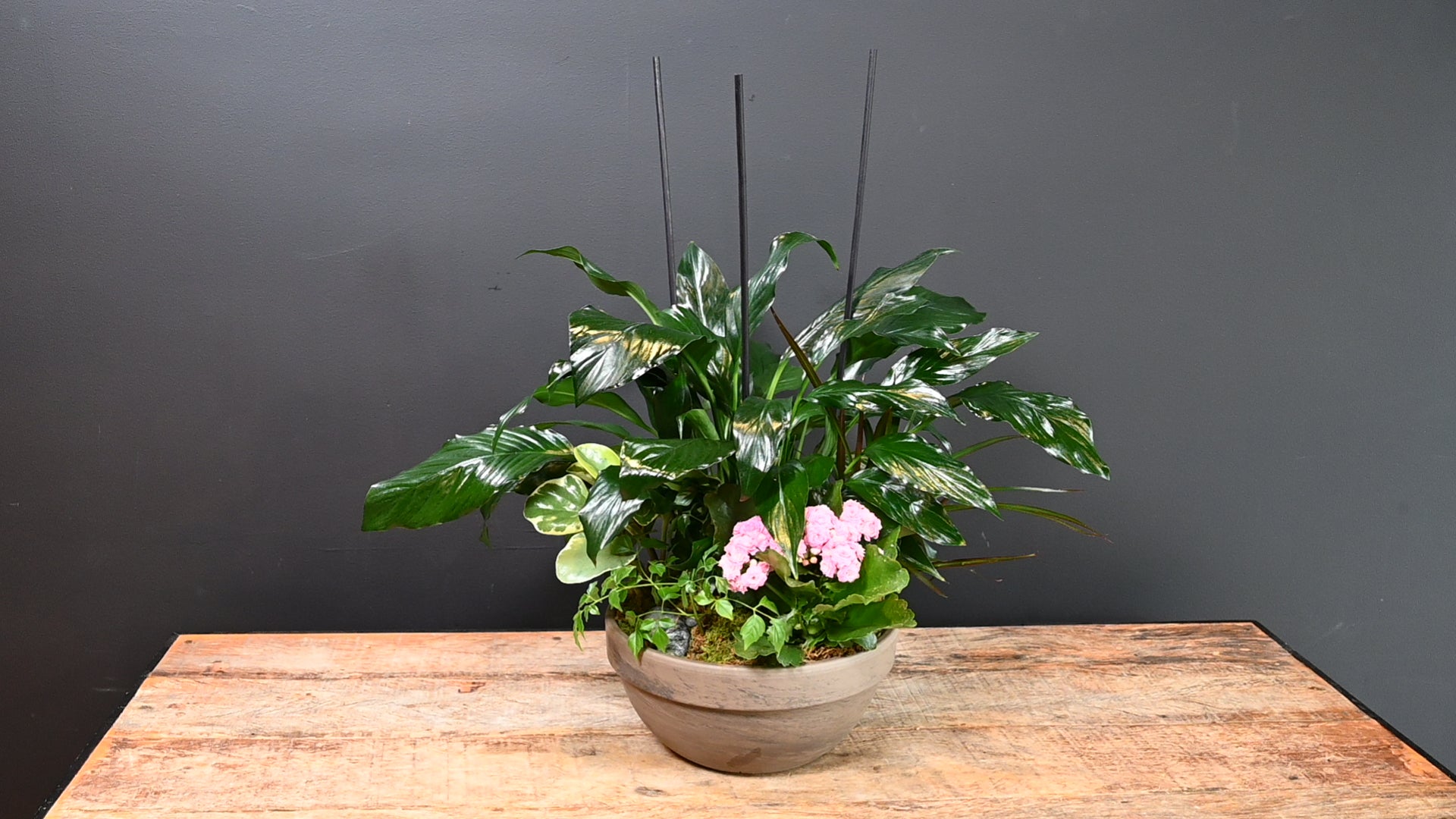 Tropical Forest 