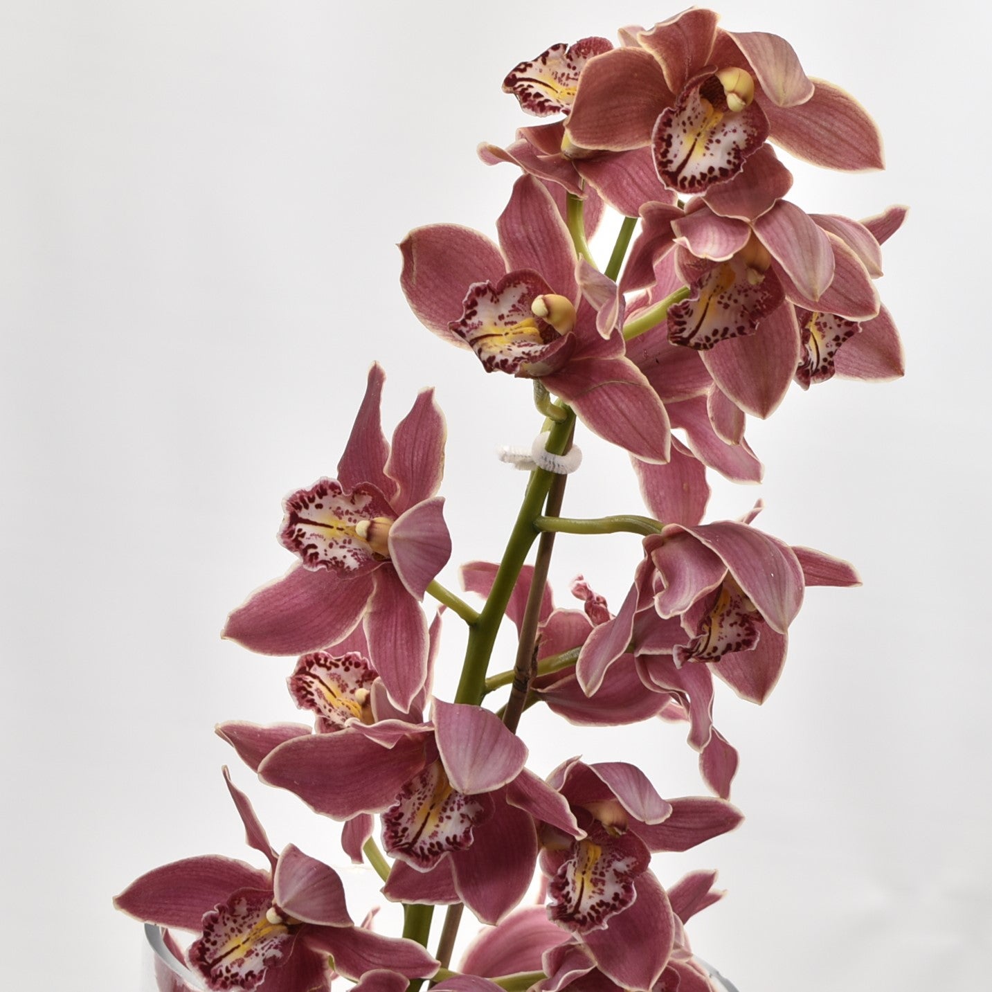 CYMBIDIUM BURGUNDY PER BLOOM 