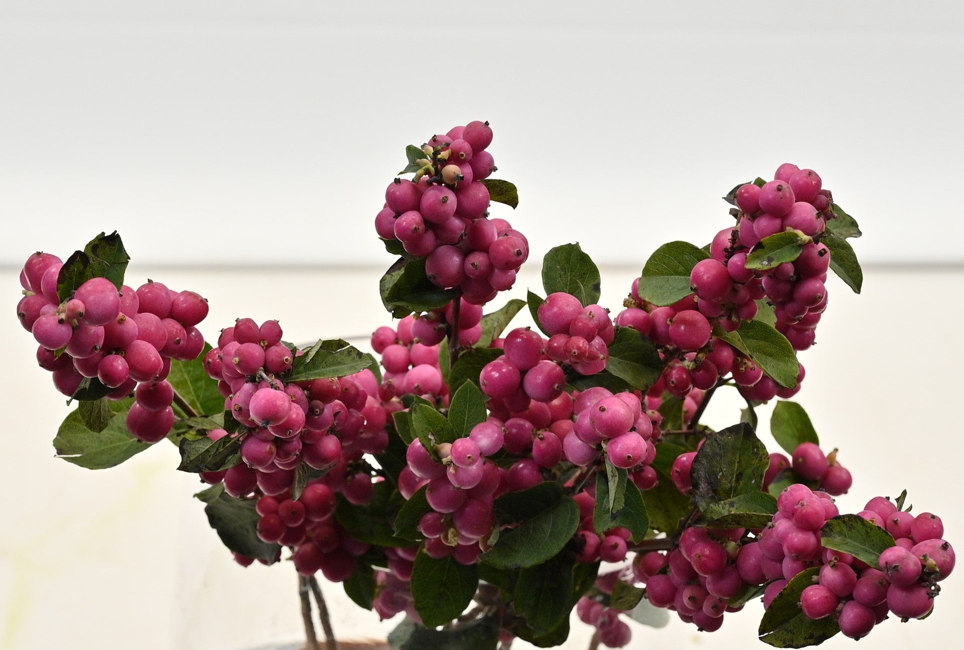 Snowberry Magical Temptation 