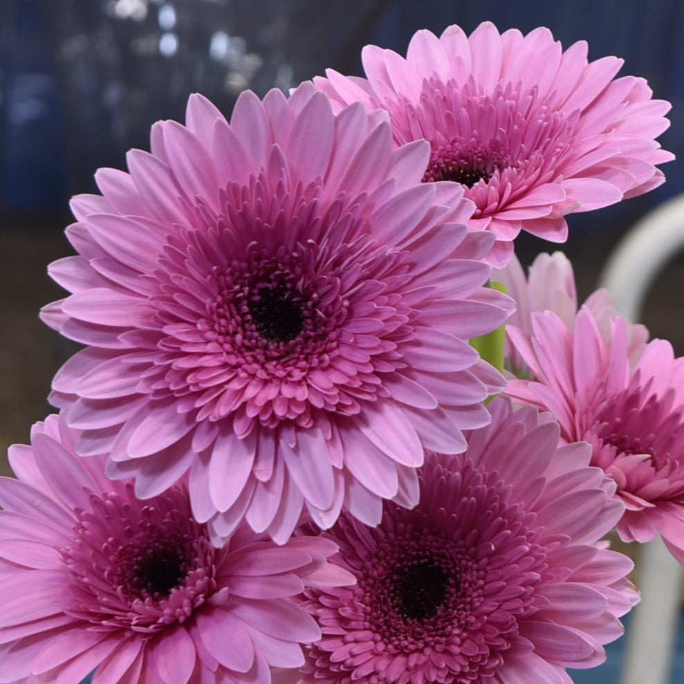 GERBERA MOZART 