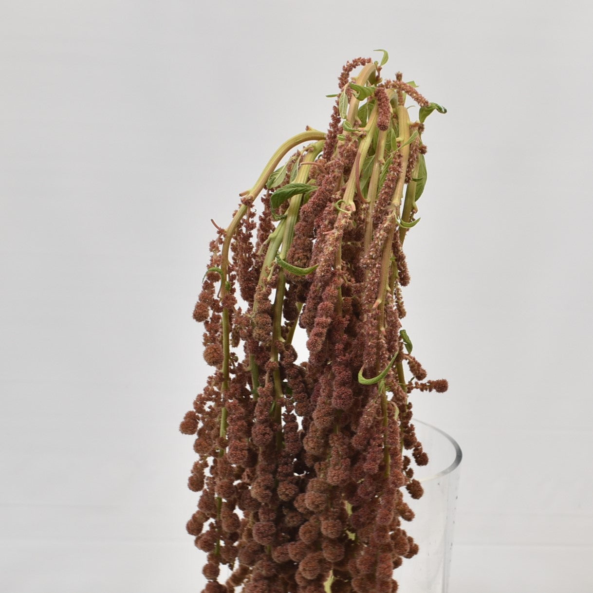Amaranthus Dick W Manon 
