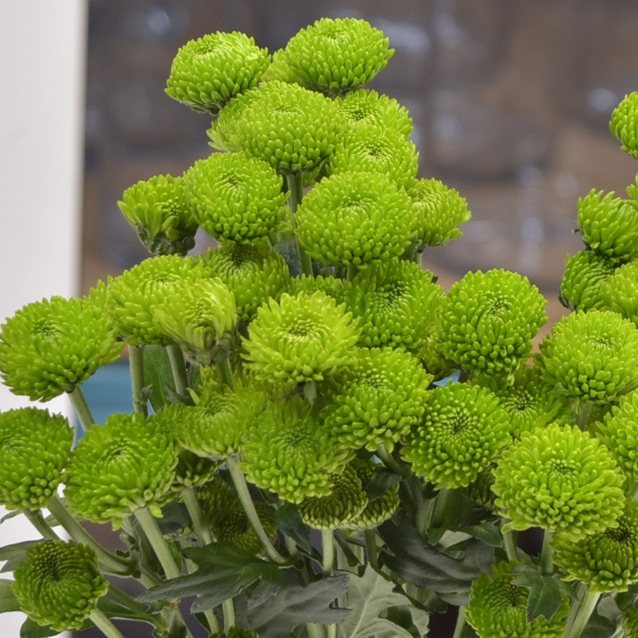 Chrysanthemum Green Button 