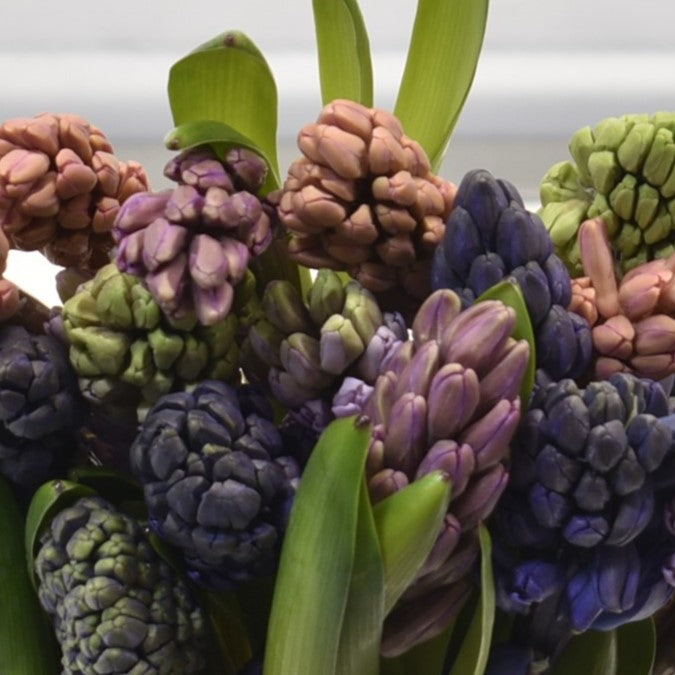 Hyacinth Assorted 