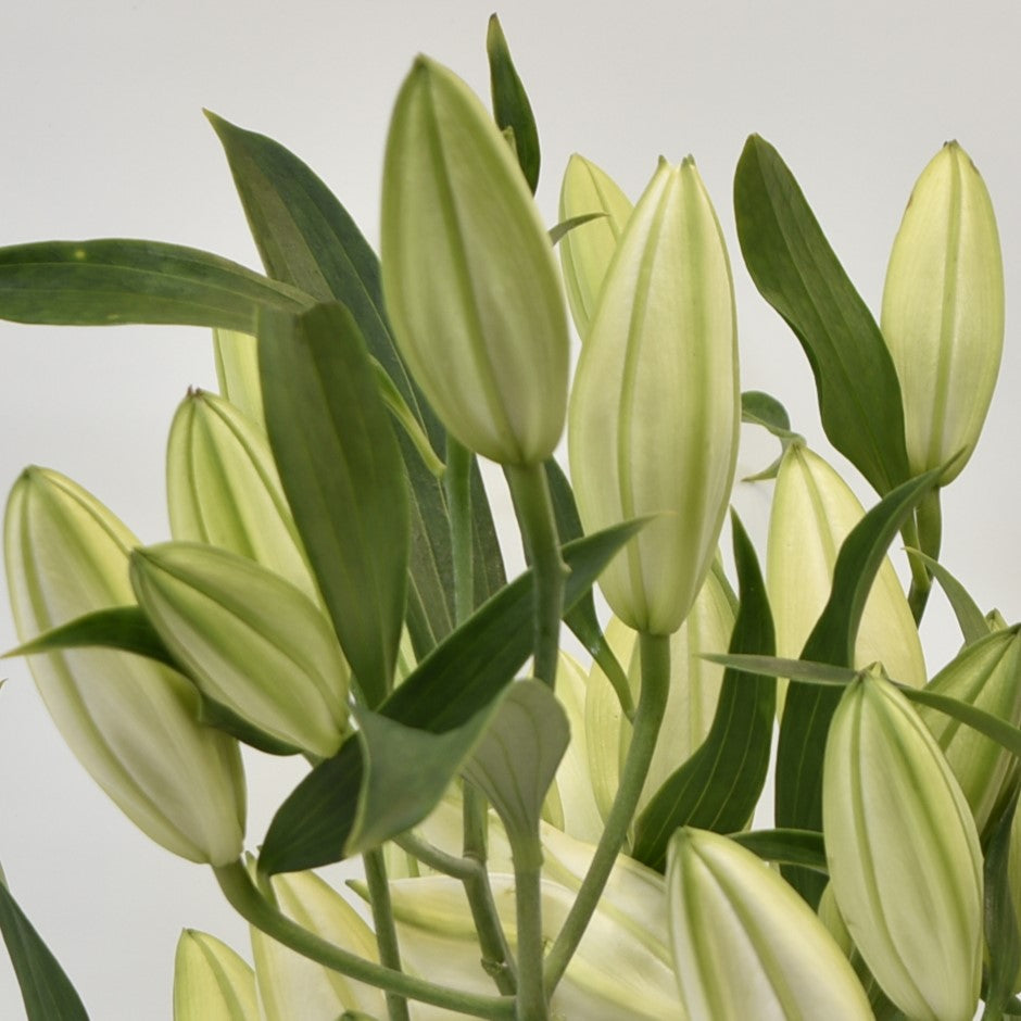 LILY ORIENTAL SANTANDER 4/5 