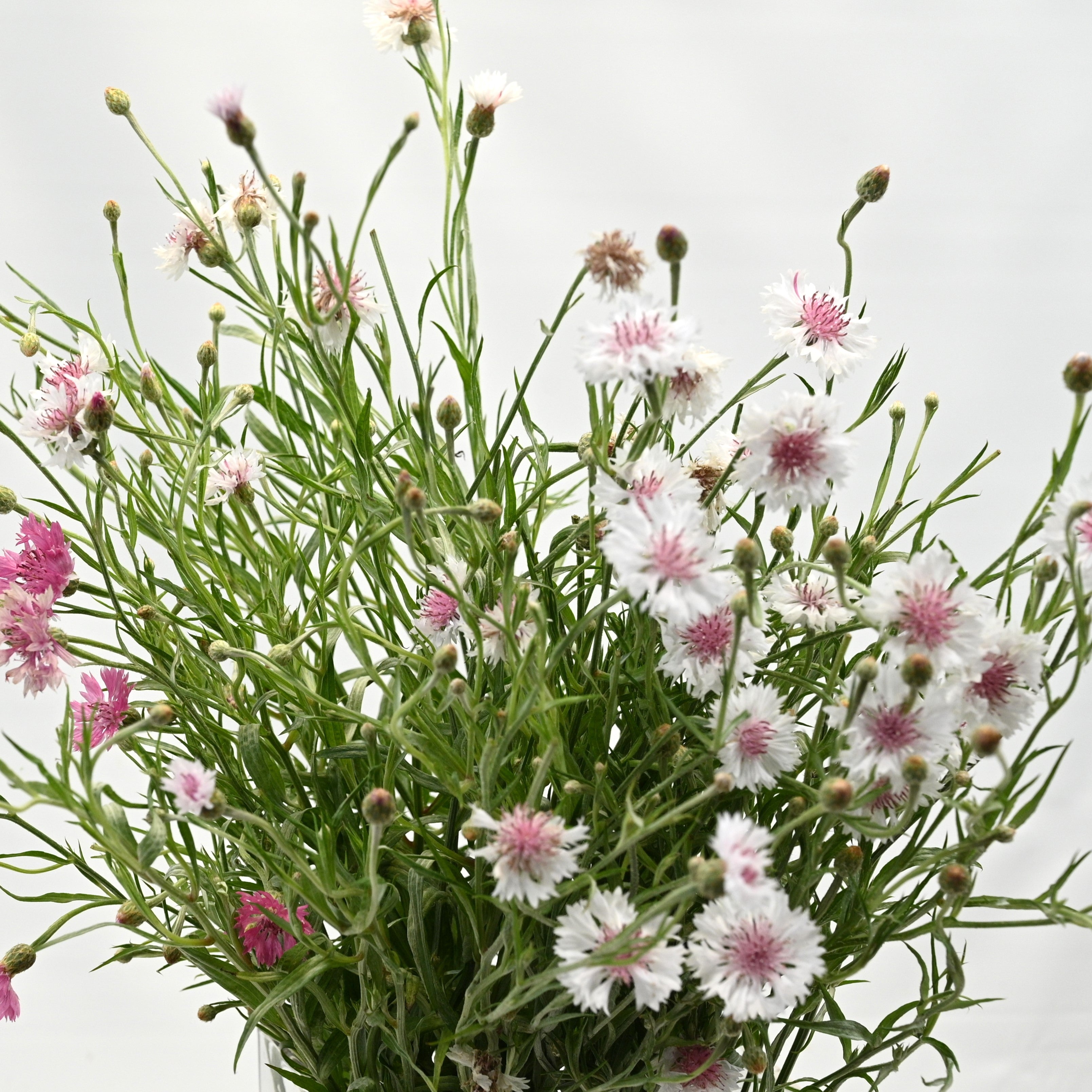 Cornflower 