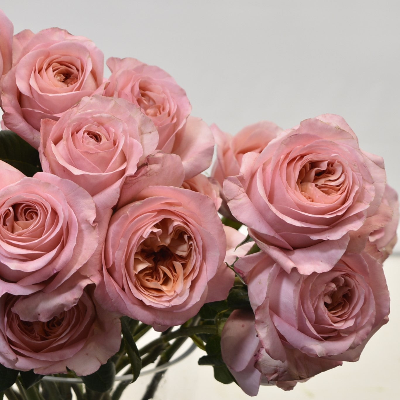 Rose Garden Pink Expression 
