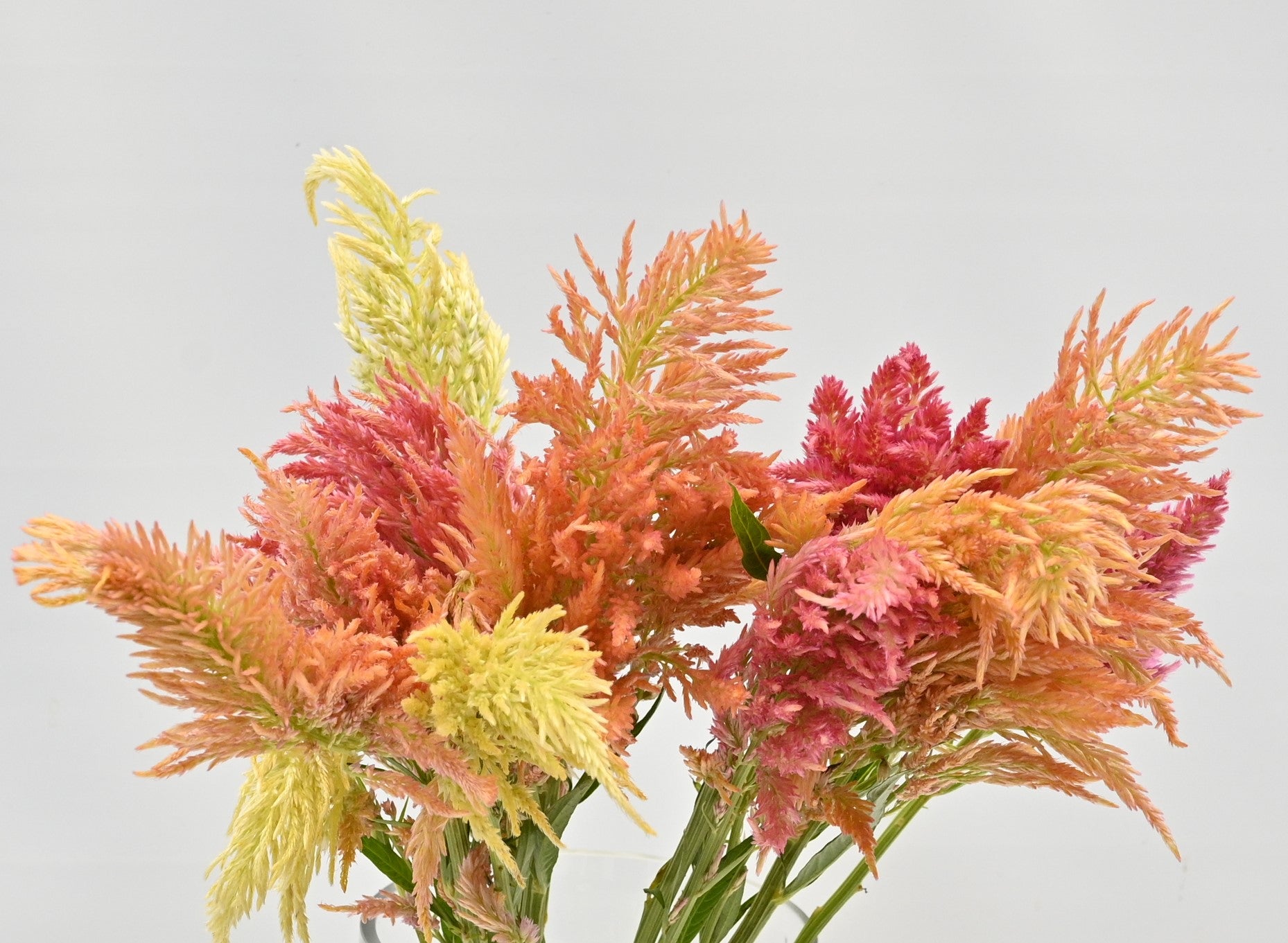 Celosia spicata assorted 