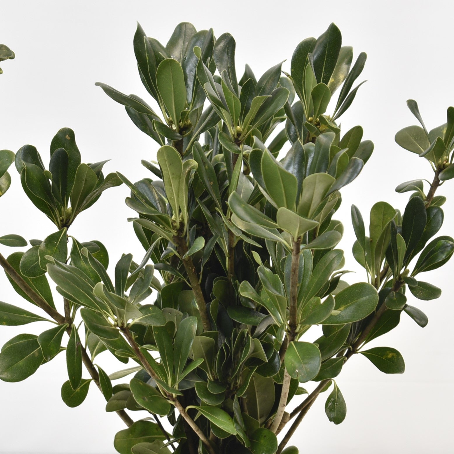 PITTOSPORUM GREEN 