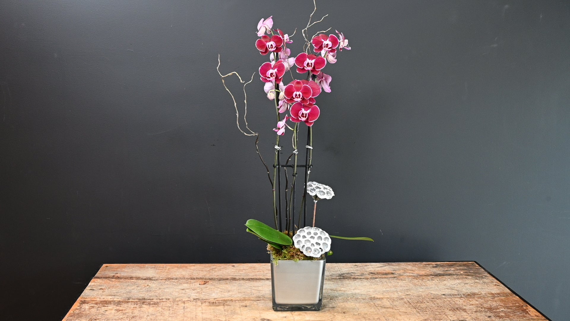 Peaceful Beauty Single Orchid 