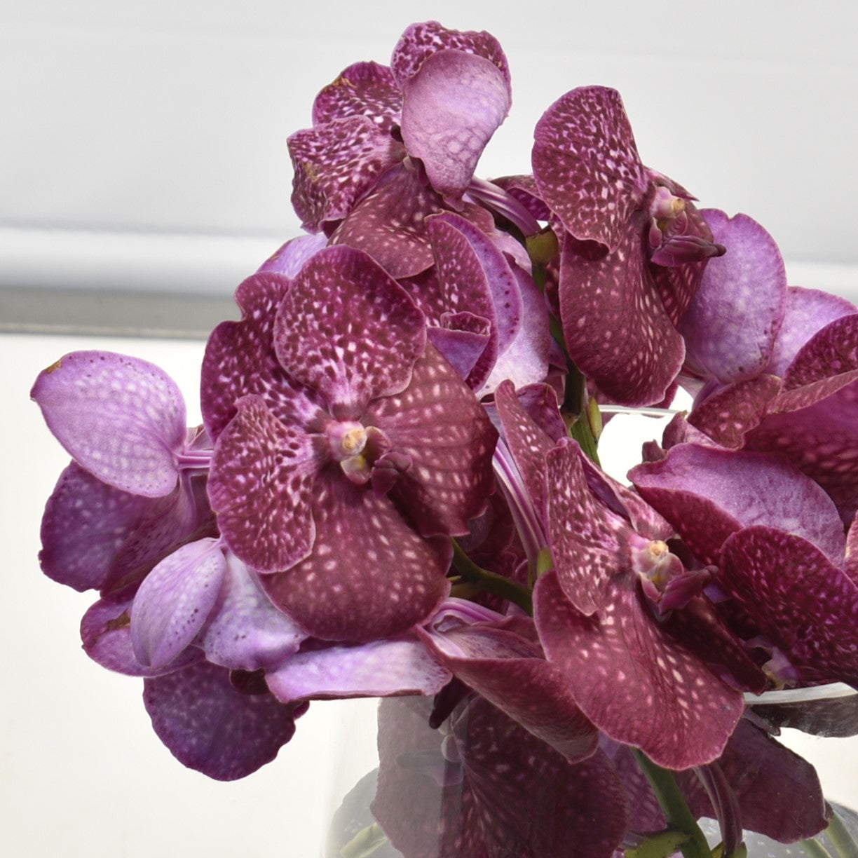 Vanda Nataya Crimson Love 