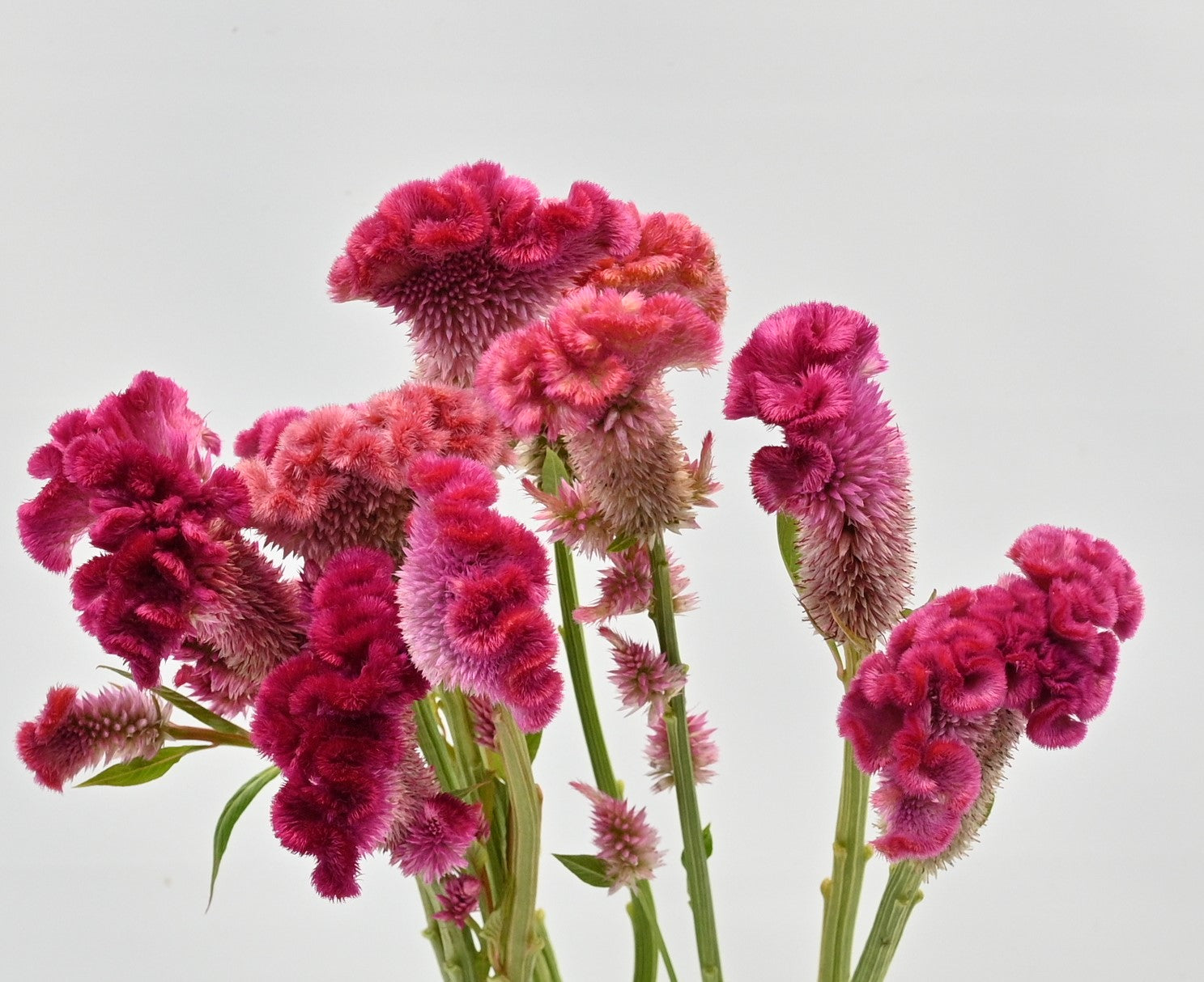 CELOSIA PINK 