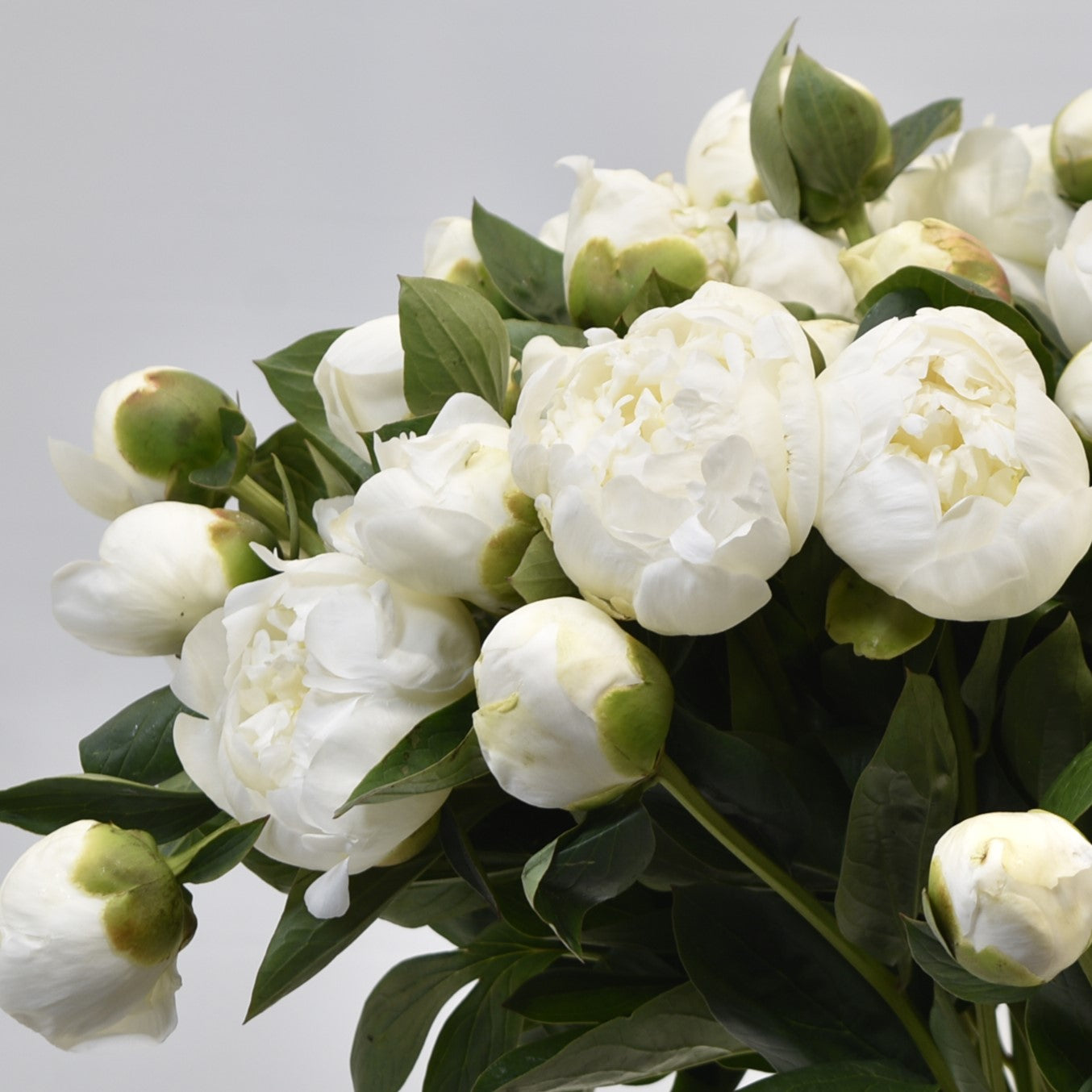 PEONY BRIDAL SHOWER 