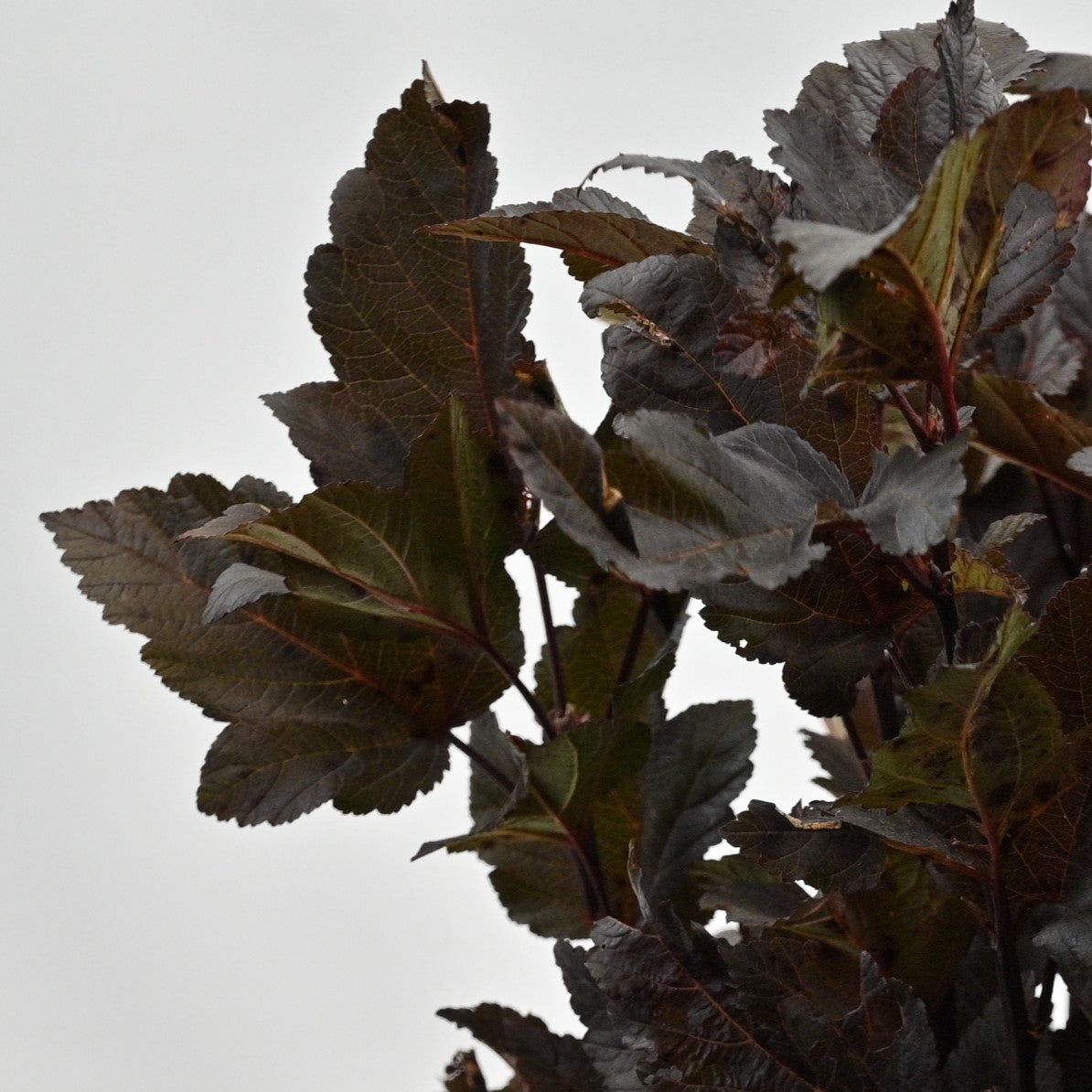 Physocarpus 