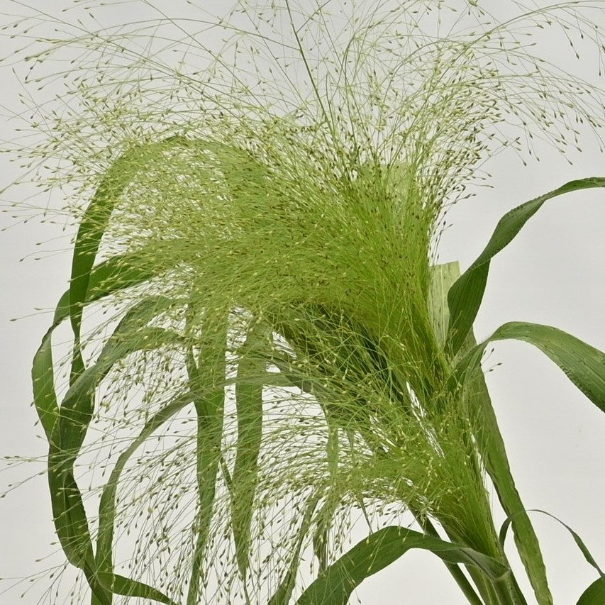 PANICUM FOUNTAIN GRASS 