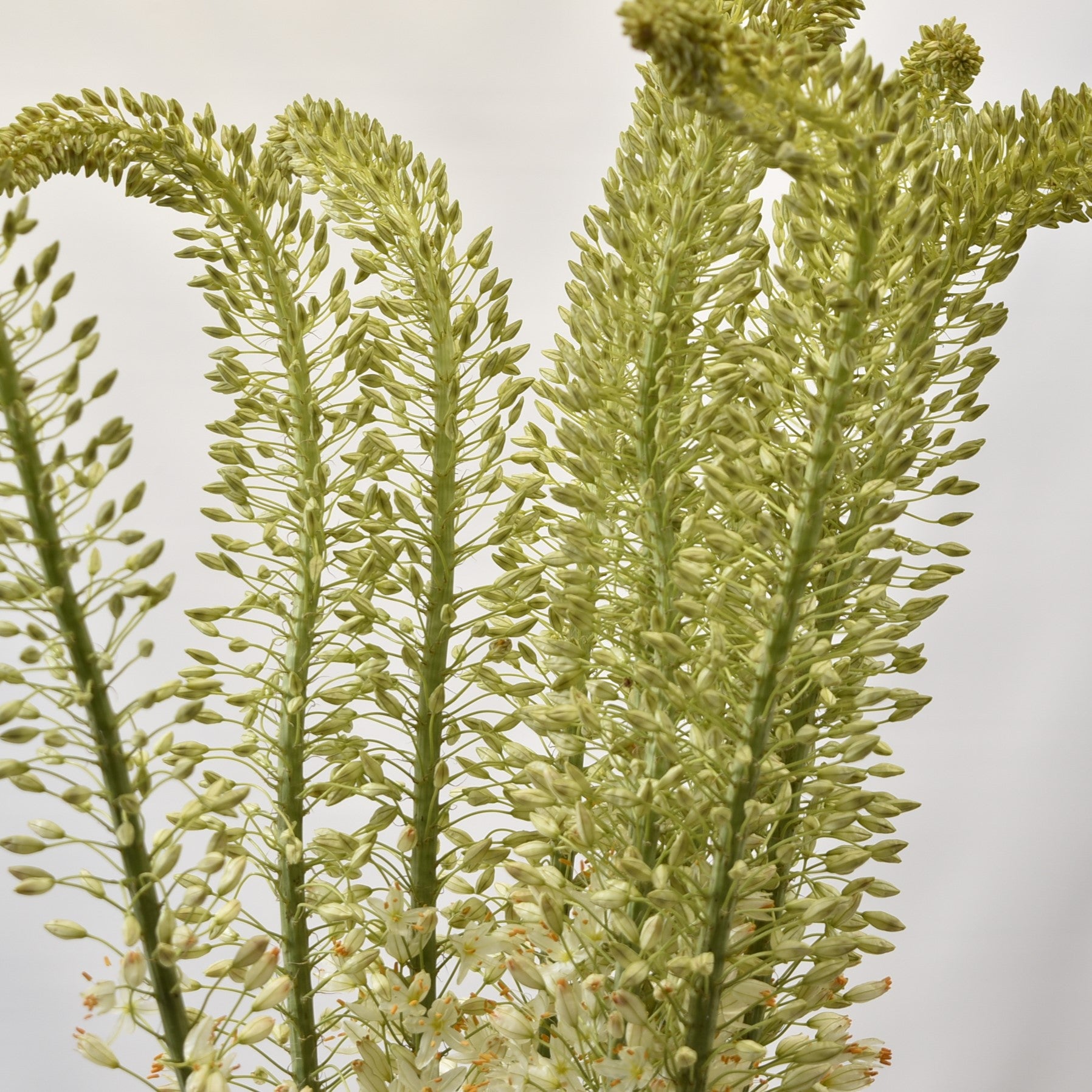 Eremurus Obelisk 