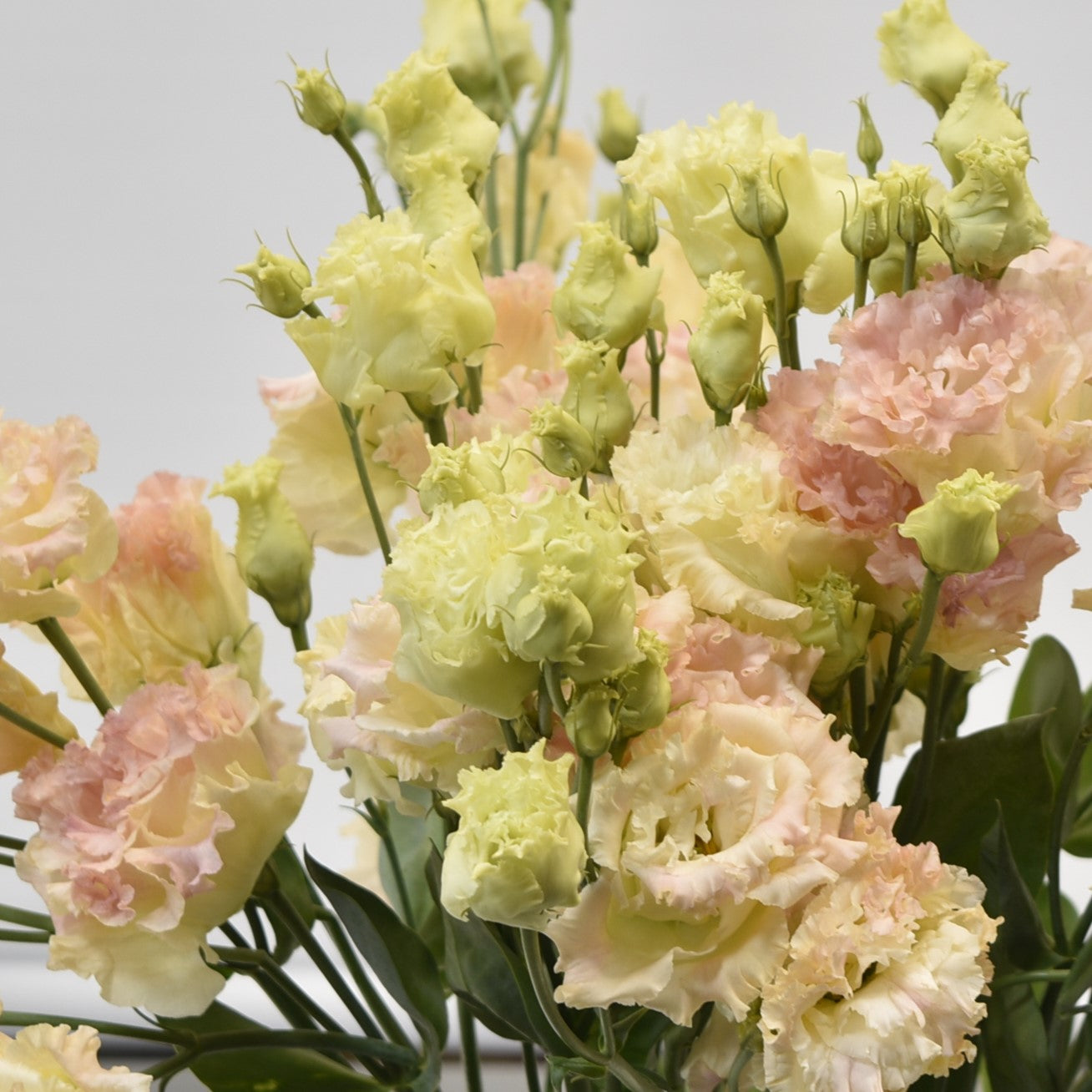 Lisianthus Dbl Alissa Champagne 