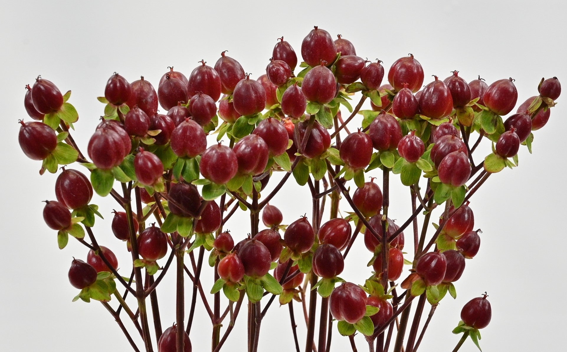 Hypericum Illusion Monster 
