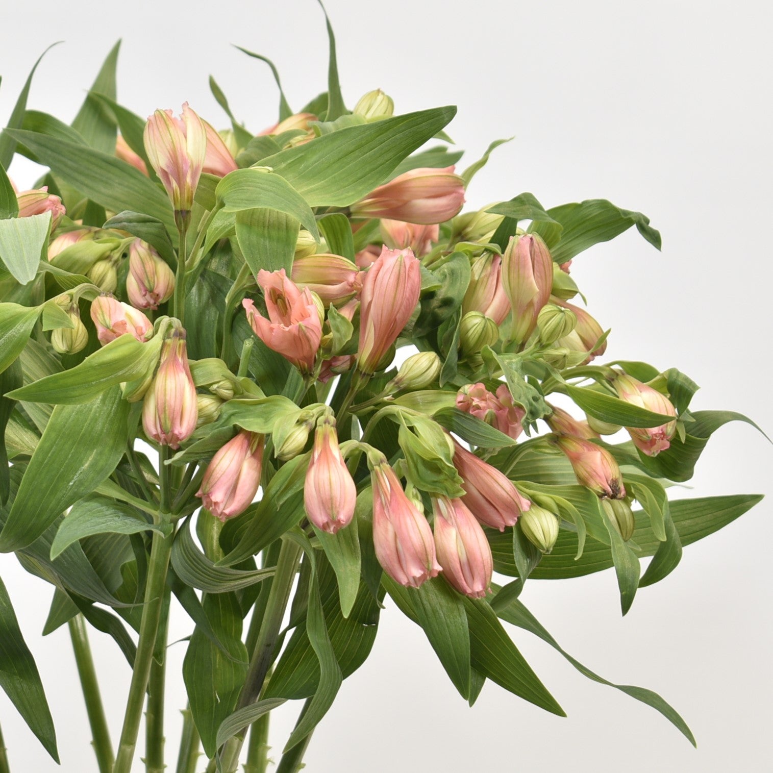ALSTROEMERIA PRIMA DONNA 