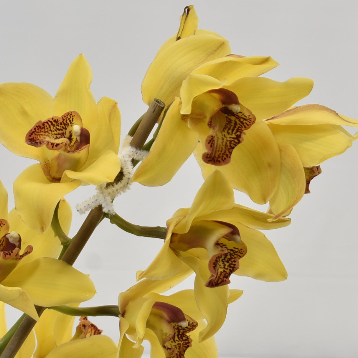CYMBIDIUM YELLOW PER BLOOM 