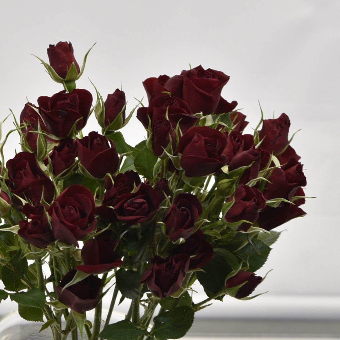 ROSE SPRAY RUBICON 