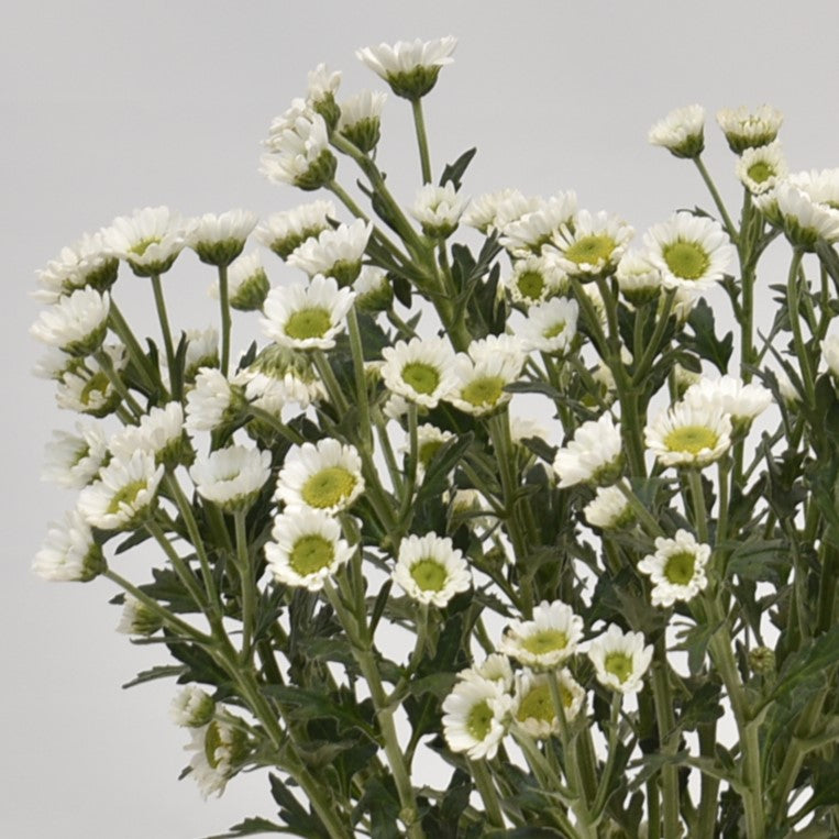 CHRYSANTHEMUM PIXEL COTTON 