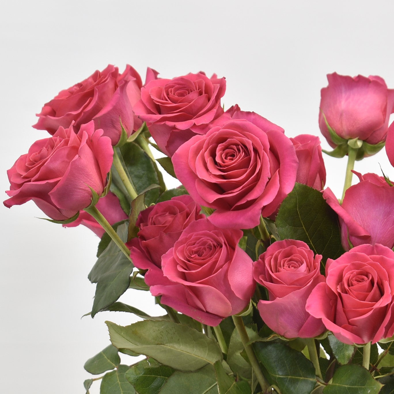 ROSE LOLA 