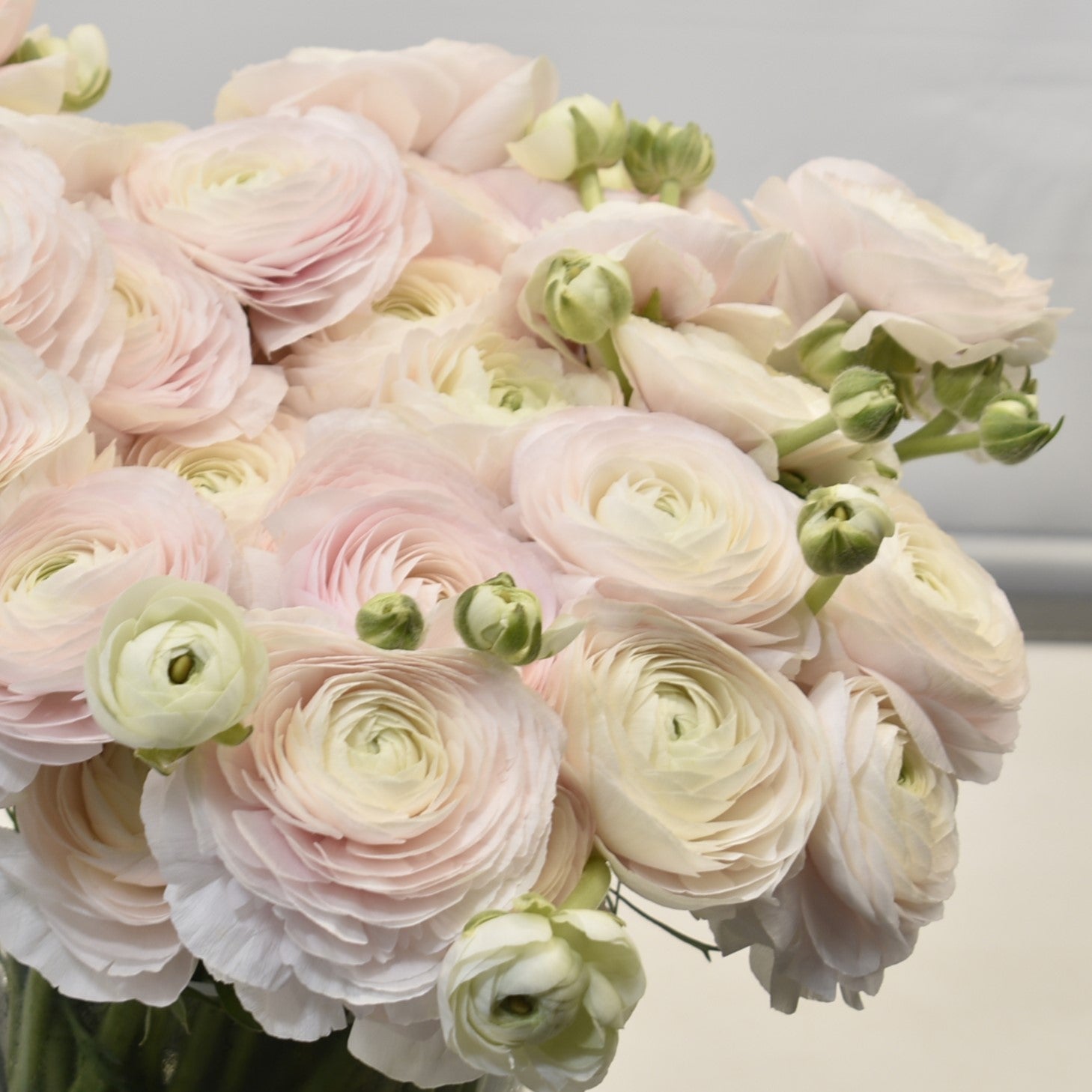 Ranunculus Light Pink 