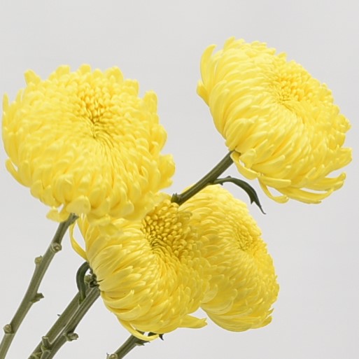 CHRYSANTHEMUM ASTEROID YELLOW 
