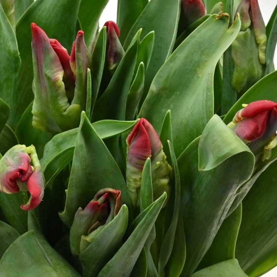 TULIP PARROT RED PARROT 
