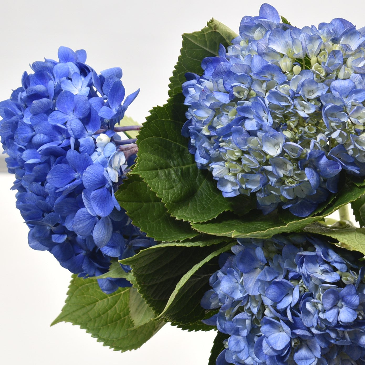 HYDRANGEA SHOCKING BLUE 