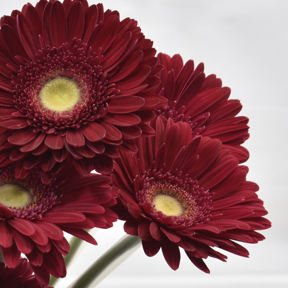 Gerbera Inca 