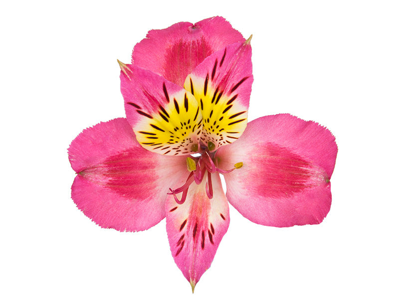 ALSTROEMERIA ALYNA 