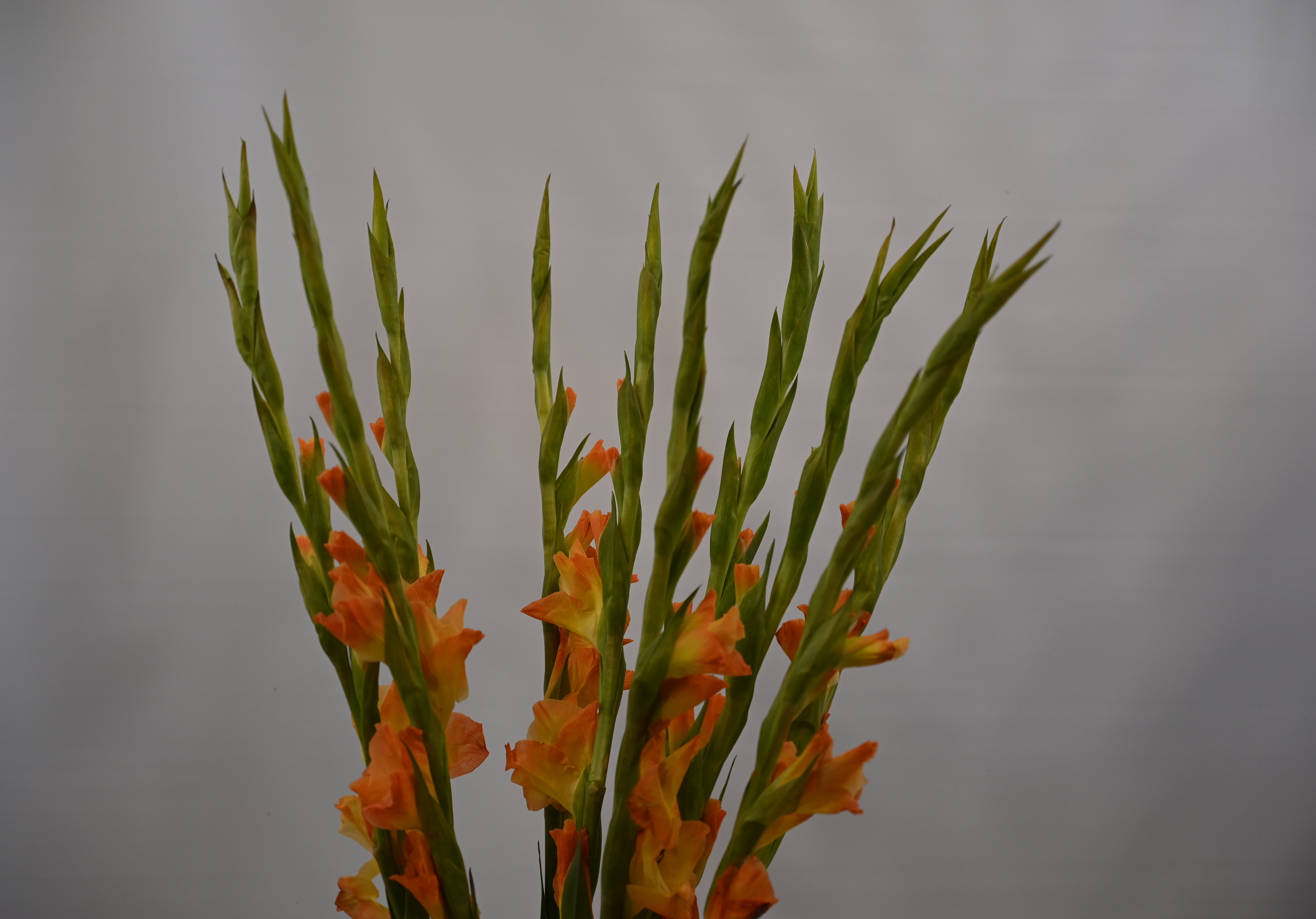 GLADIOLA ORANGE 
