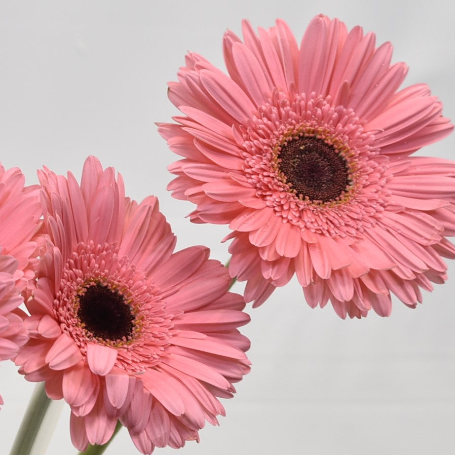 GERBERA PRE INTENZZ 