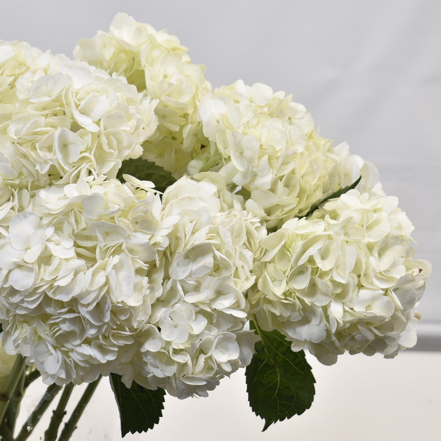 HYDRANGEA S. A. WHITE 