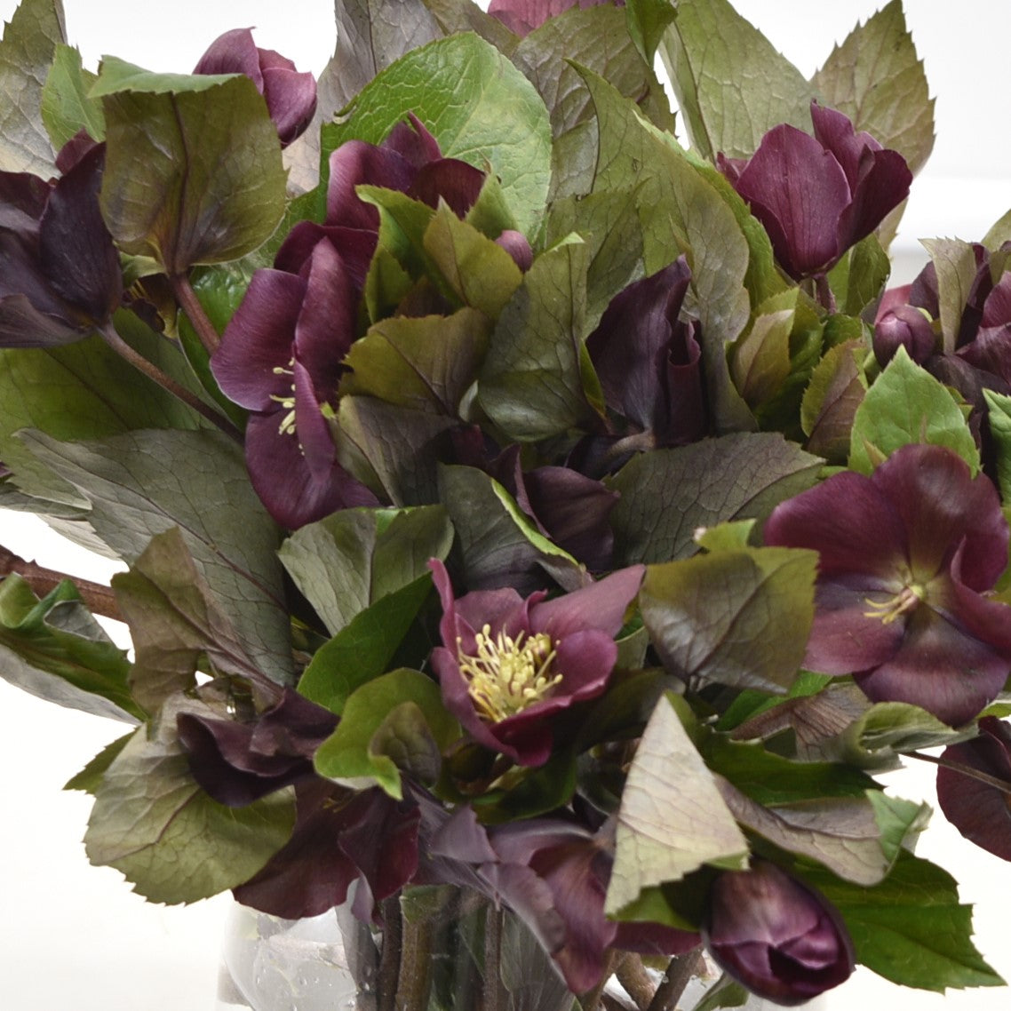 Helleborus Queens Red 