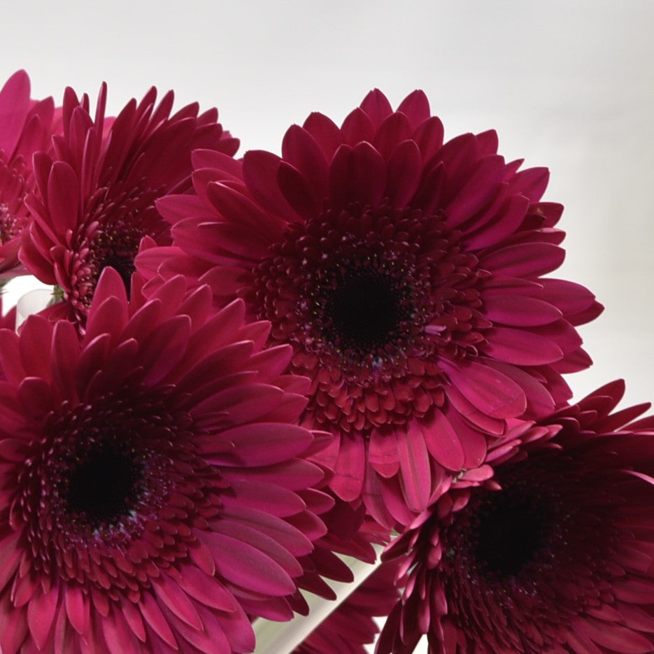 Gerbera Passoa 