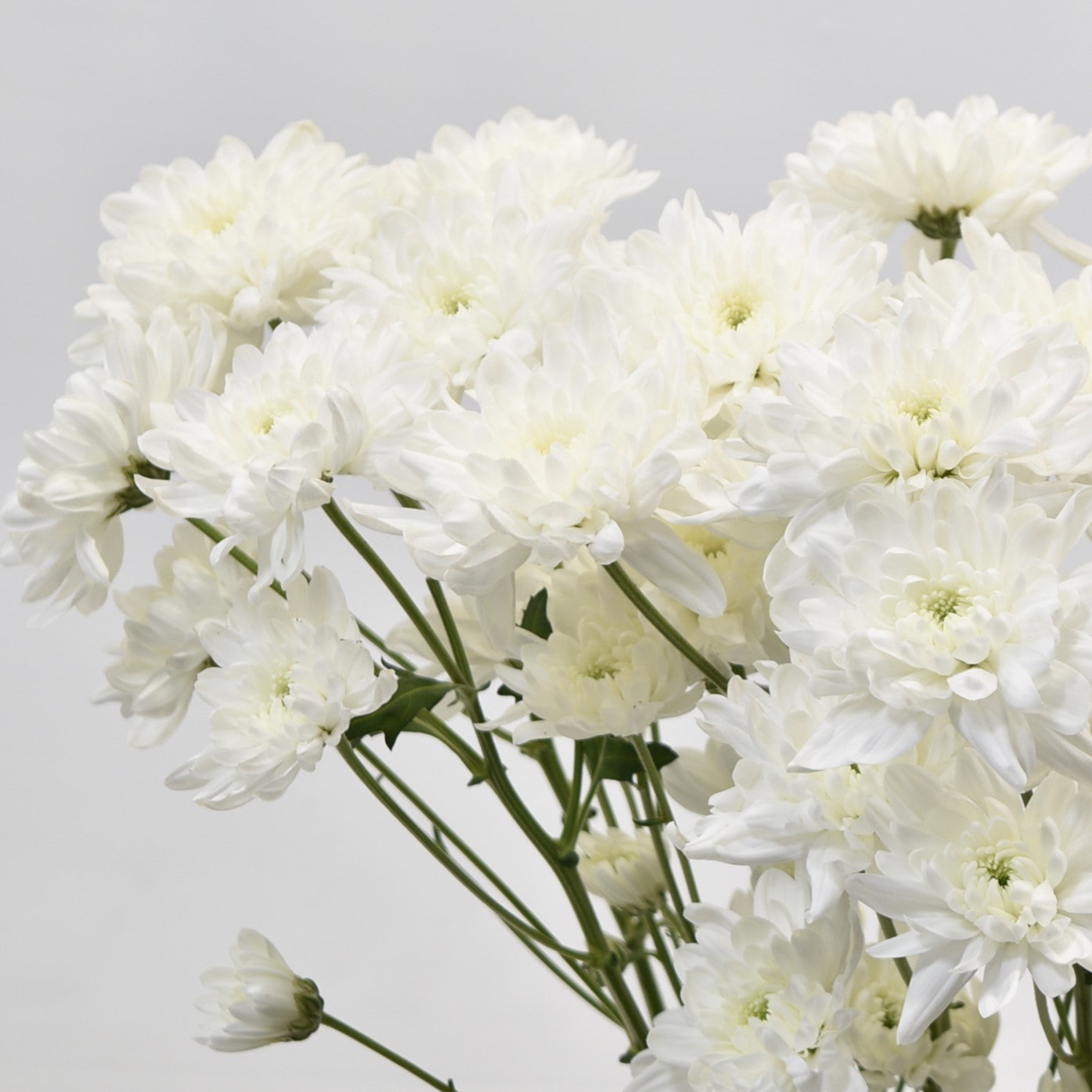 CHRYSANTHEMUM WHITE FLATS 