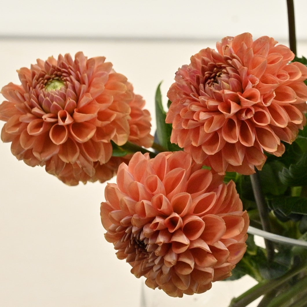DAHLIA CORNEL 