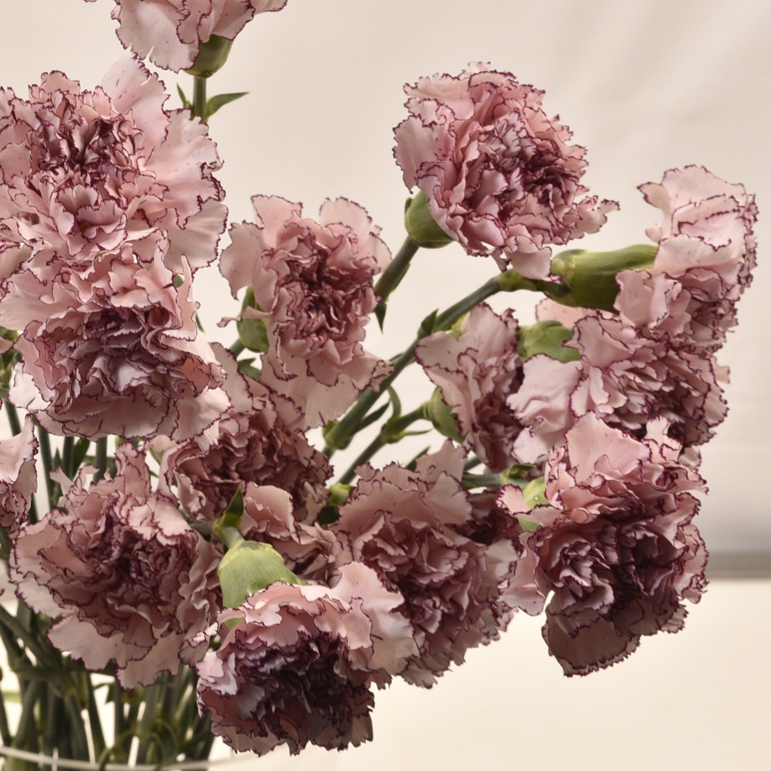 Carnation Mariposa 