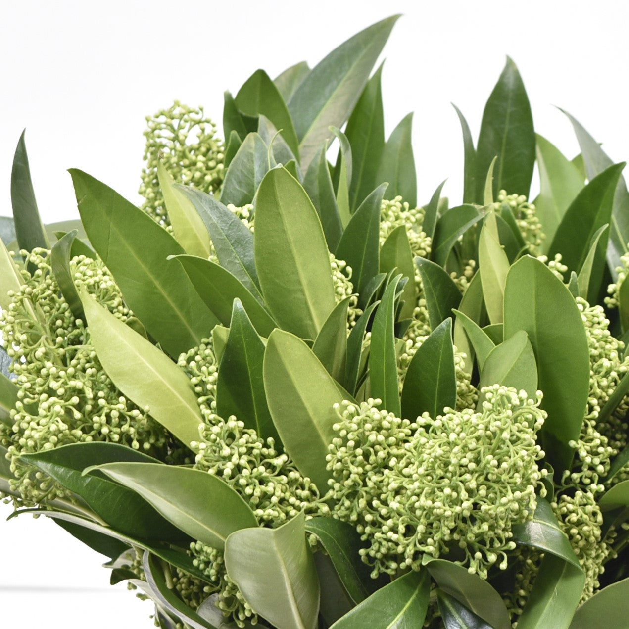 Skimmia Confusa Green Kew 125g 