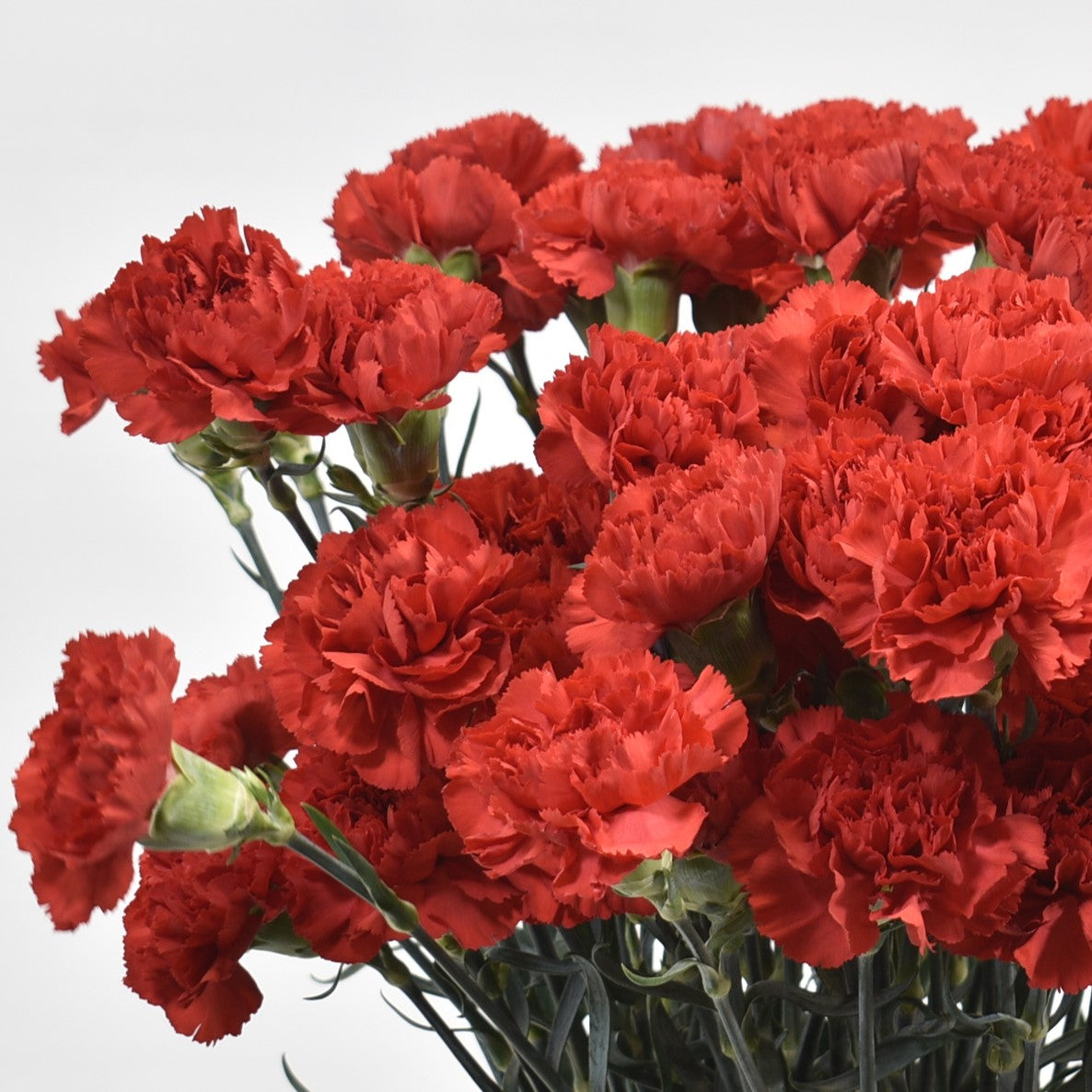 CARNATION DON PEDRO 