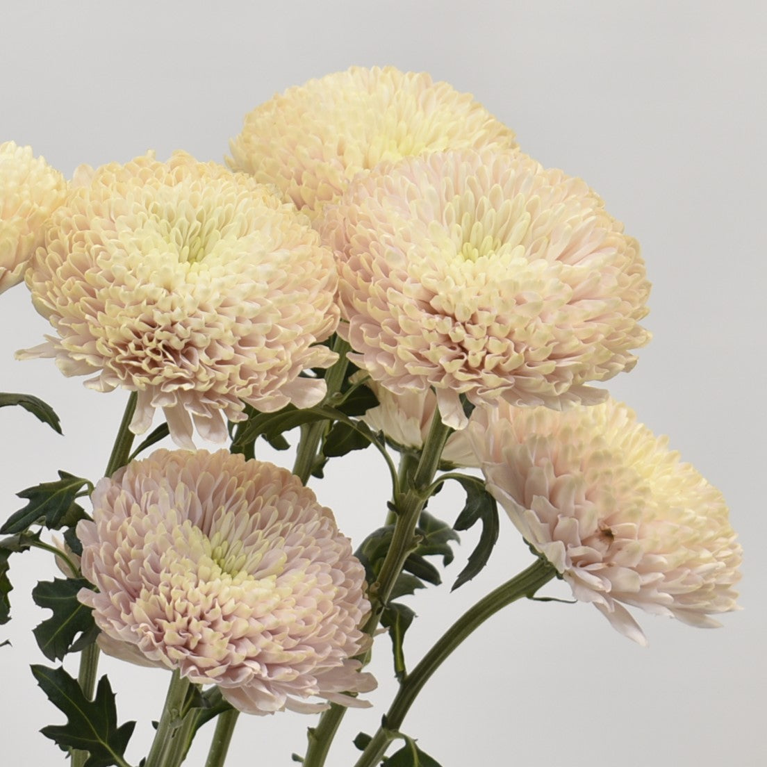 CREMONE EMPRESS PINK 