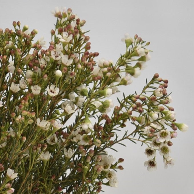 WAXFLOWER WHITE 300g 